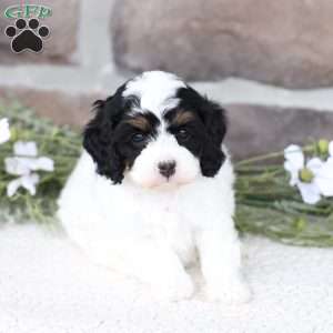 Rose, Cavapoo Puppy